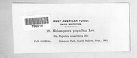 Melampsora populina image